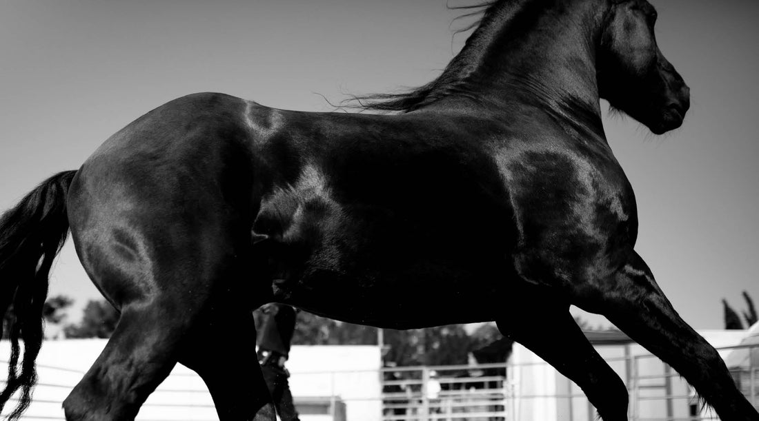 Chinesisches Neujahr 2026: Outfit-Ideen zwischen Tradition und modernem Stil – in Schwarz gedacht